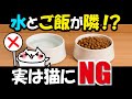 実は逆効果!猫の水皿とご飯皿を隣に置くのはNG!