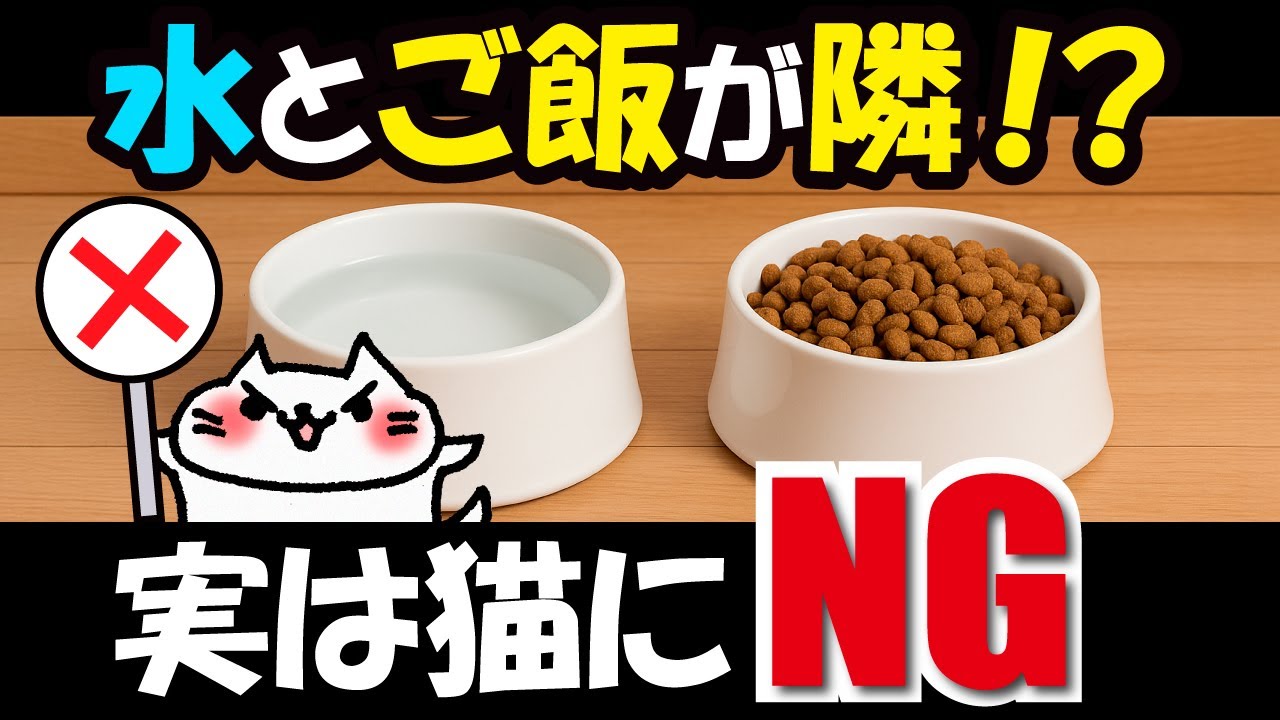 実は逆効果！猫の水皿とご飯皿を隣に置くのはNG！