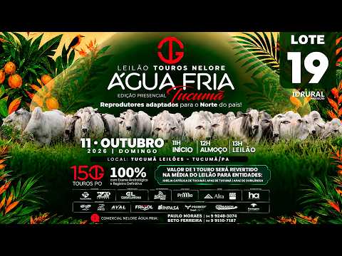 LOTE 19