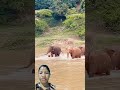 #travel #elephant #animals #janemerijanemanbachpankapyarmerabhulnahijanare