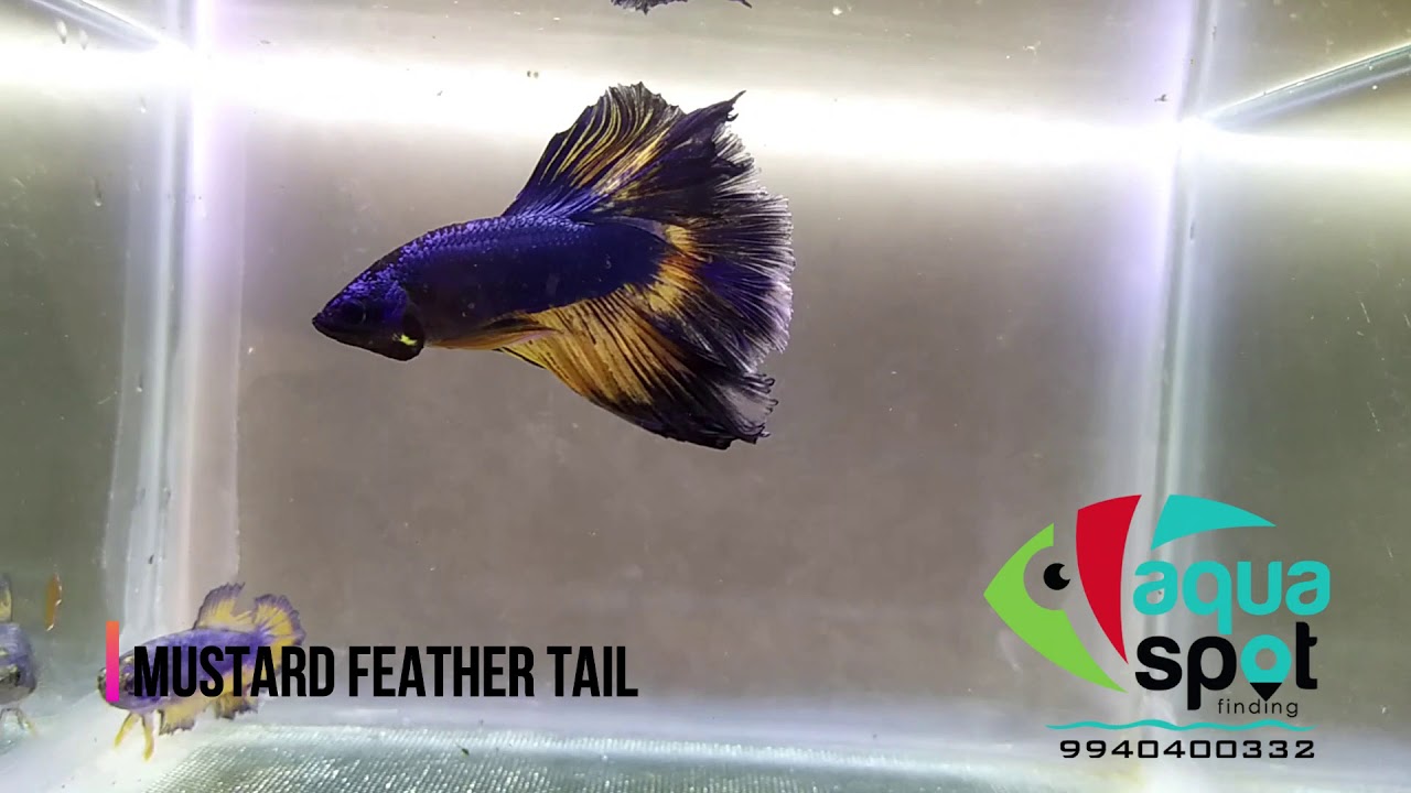 aqua spot. Halfmoon Types of BETTA FISH. 2020 | Most beautiful betta