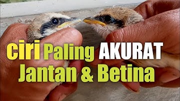 Membedakan kelamin burung CENDET Jantan dan Betina Anakan AKURAT