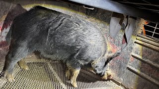 9 wild hogs caught and gone. 