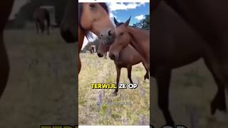 Het Zijn Net Dieren Af En Toe