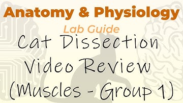 Cat Dissection - Muscles - Video Review Group 1 (Ventral Neck)