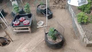Rooftop View Of The 2020 Garden.