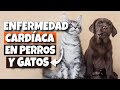 🐶💔CÓMO reconocer la ENFERMEDAD CARDÍACA en PERROS y GATOS