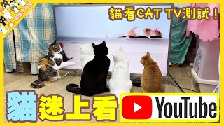 【孤貓工作室】貓竟然迷上看YOUTUBE孤貓看CAT TV測試貓電視