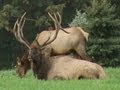 Pennsylvania Elk Viewing, Benezette, PA