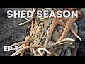 Brown elk shed pocket  2023 shed season ep 7