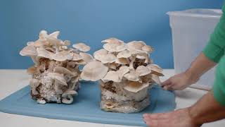 Shiitake Mushroom Fruiting