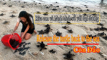 Rùa con và hành trình về với đại dương (Phần 1) | Release the turtle back to the sea | Saigon Now