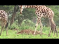 Rothschild&#39;s Giraffes In Kidepo Valley National Park teaching a young one how to walk