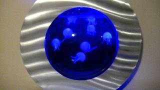 MVI_1311.AVI