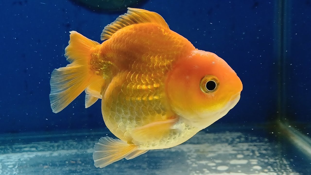 N. 1057 Oranda Short Tail R$ 280