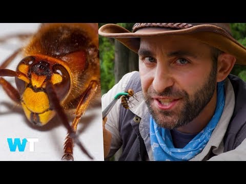 Giant Murder HORNETS Scare Millions After Spotted in USA and What You Need To Know