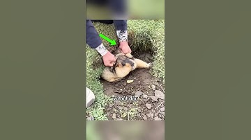 Chú sóc đất có sức mạnh đáng kinh ngạc #shorts