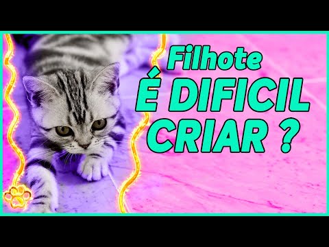 Vídeo: Gato Resgatado Do Respiradouro Do Secador Sobrevive Apesar De Ferimentos Graves