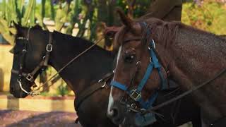 1 HOUR ofAMAZING HORSES From Around the World Best Relax Music MeditationStress,Relxing Mind Videos