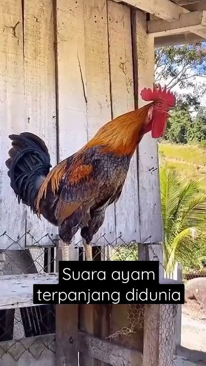 alarm buat bangun subuh