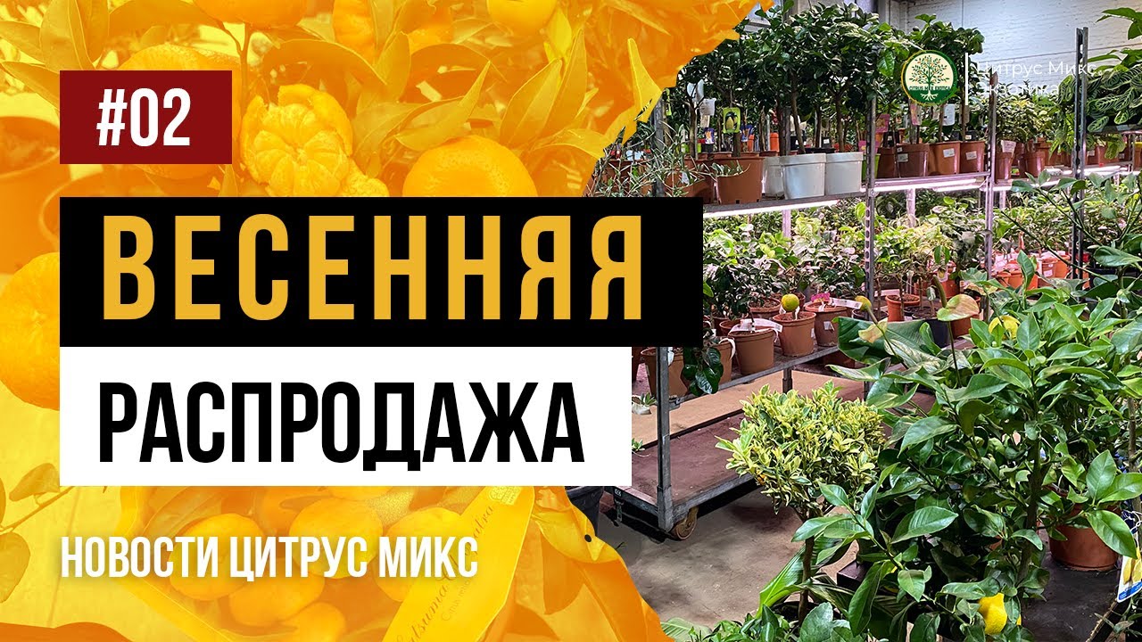 🍋 Новости Цитрус Микс | Весенняя распродажа | Московский филиал # ...