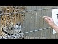 ジャガーを木の棒でイジると？ / 東山動物園 の動画、YouTube動画。
