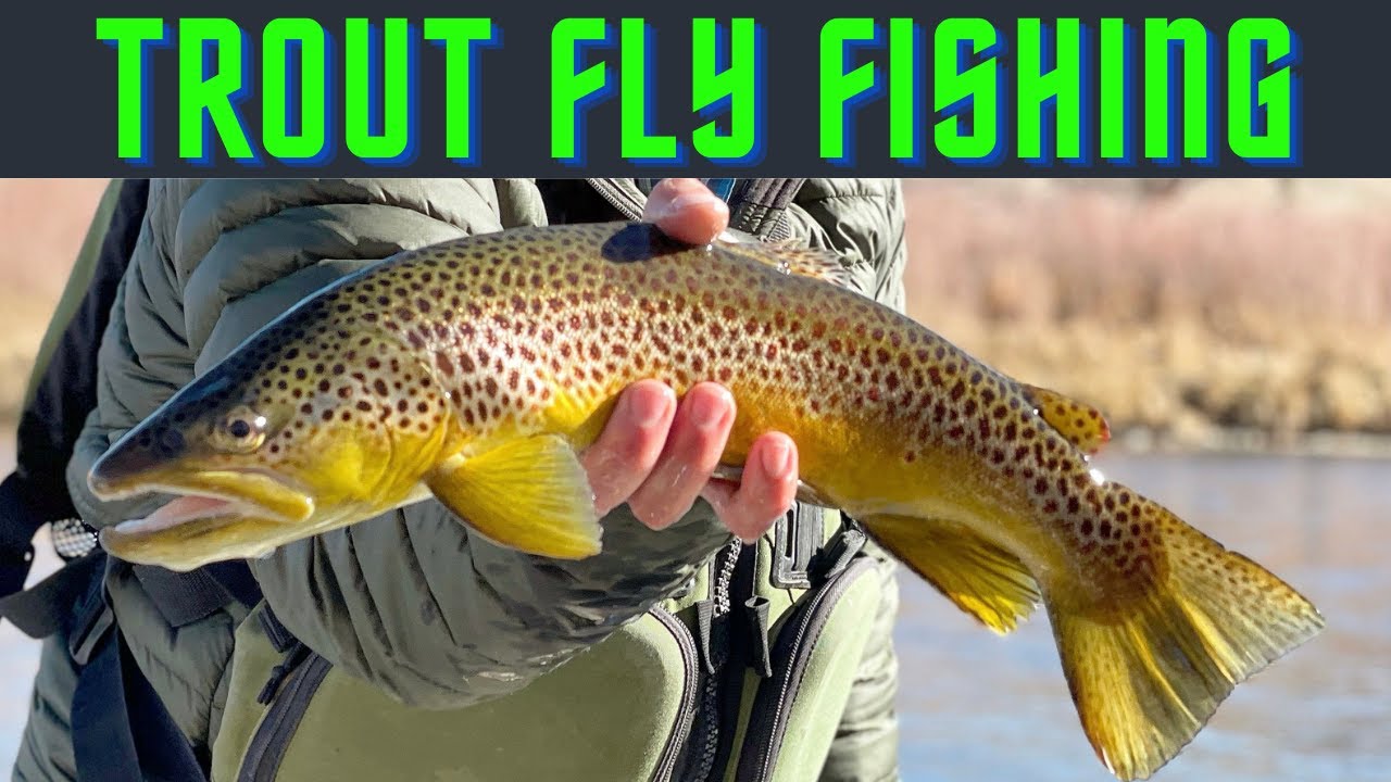 A Seasonal Overview of Wild Trout in Colorado - Expedition Outside