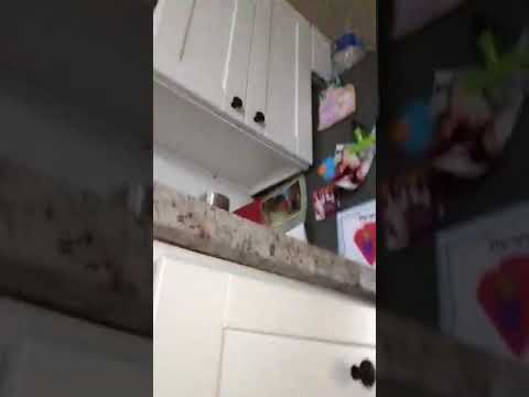 camera iphone 8 plus apk Hide and seek