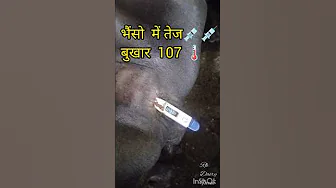 buffalo viral fever #shorts #shortsfeed #youtubeshorts #viralvideo #viralfever #rkdairyfarmbhopal thumbnail