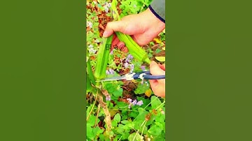 Sharp tools for cutting plants _traditional farmers #satisfying #shorts