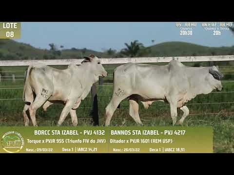 LOTE 08   PVJ 4132   4217