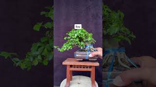 #bonsaiindonesia #bonsai #bonsaitree