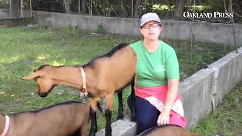 Amy McIntire talks about her goat-based biz, @City...