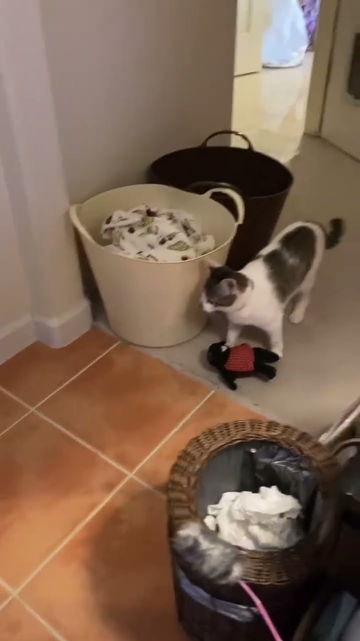 Funny kitten