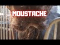 A lady with a mustache! Who loves attention! | Friesian Horses