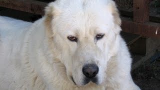 Written sources testify that the Central Asian Shepherd Dog came to...