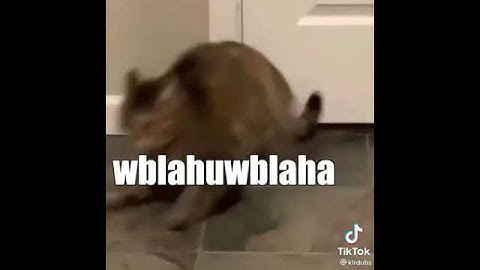 When the Catnip Kicks In