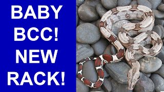 New Baby Boa Rack And Baby Suriname Bcc Post Shed