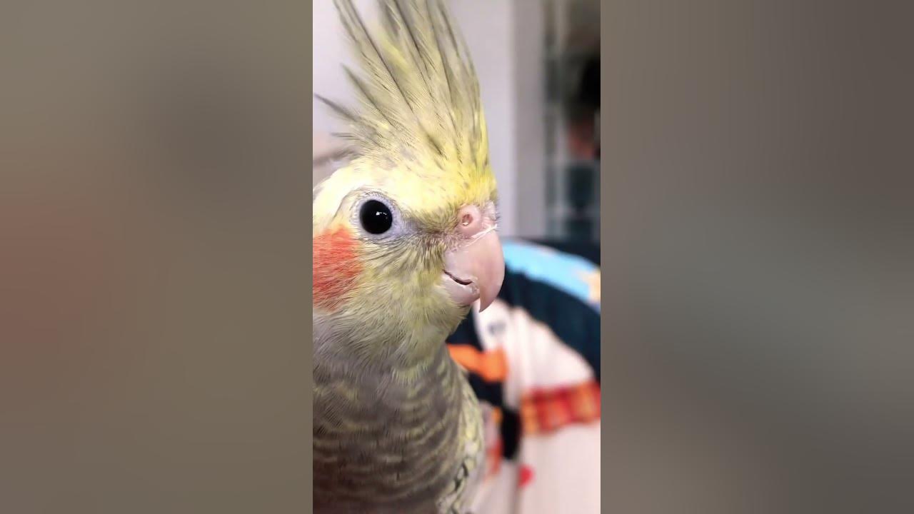 my-cockatiels-nose-is-blocked-thehausofparadise-youtube