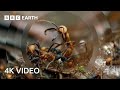 Army ants rampage through the forest  4k u the hunt  bbc earth