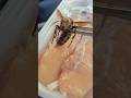 You Guys Are Too Scared Of Hornets You Guys Are Too Scared Of Hornets