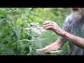 Boneset (Eupatorium perfoliatum)