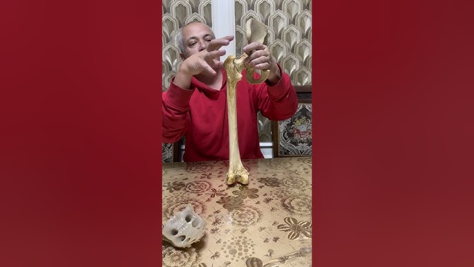 Berdyanskdan kelgan mushuklar