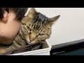 凶暴猫に思いっきりキスをしてみた結果...