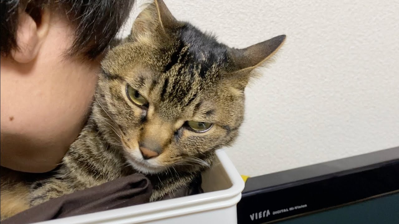 ドゥッリドゥリの猫目ルチルたん！ The result of trying to kiss a ferocious cat with all my