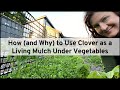 How, and Why, to Use Clover as a Living Mulch Under Vegetables