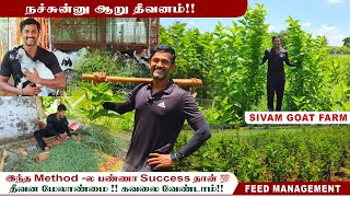 🌱🌿என் பண்ணையில் தீவன பிரச்சினை இல்லை!! | 4 வருடம் Successful - ஆ பண்ணிட்டு இருக்கேன் #greenfeed