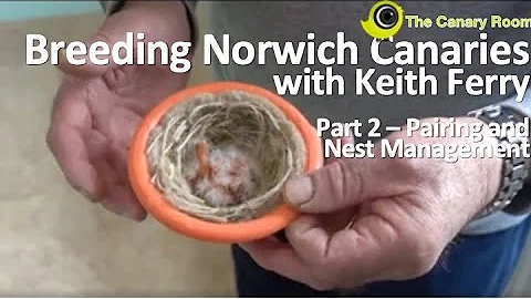 Breeding Norwich Canaries - With Keith Ferry Part ...