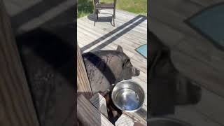 Potbelly pig comes to the back house door to get cooled off with water ❤️🐷🐽🐖 #potbellypig