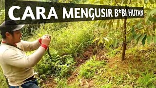 CARA MENGUSIR BABI HUTAN MENGGUNAKAN BAN BEKAS TERBUKTI PENGALAMAN PETANI